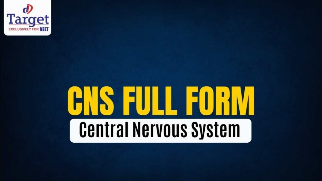 CNS Full Form Central Nervous System