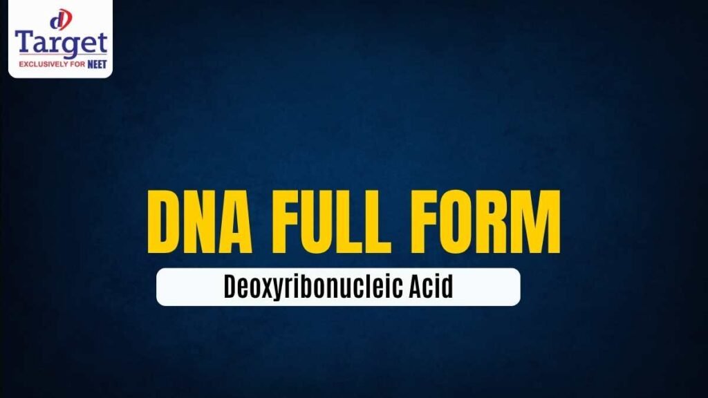 DNA – Deoxyribonucleic AcidaDNA Full Form: Deoxyribonucleic Acid