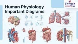 Human Physiology Important Diagrams