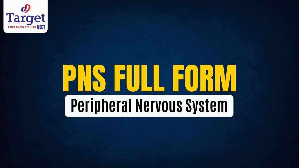 PNS Full Form Peripheral Nervous System