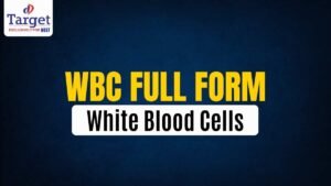 WBC Full Form White Blood Cells