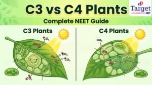 Difference Between C3 and C4 Plants